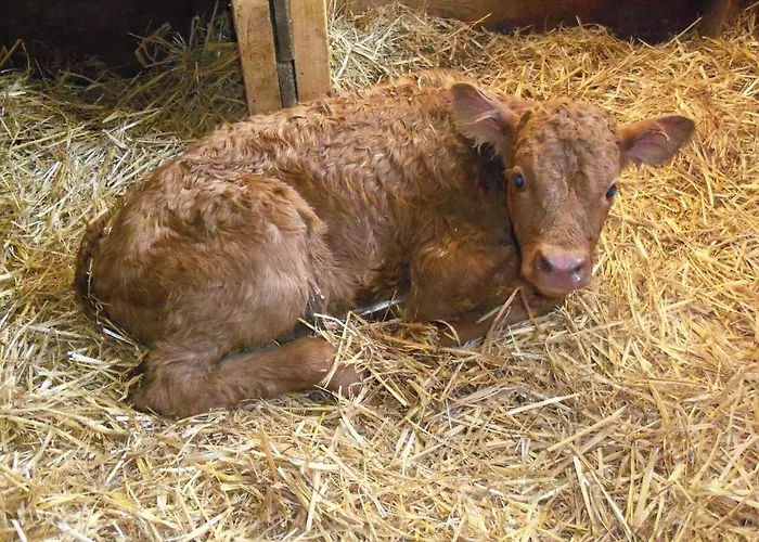 Апартаменти Oberbichlgut *